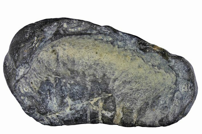 Fossil Whale Ear Bone - Miocene #177756